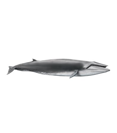 Baleia sardinheira | Balaenoptera borealis