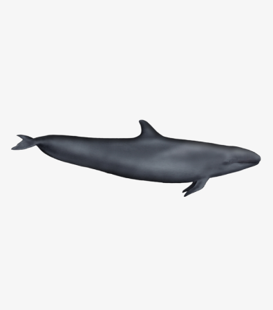 Falsa-orca | Pseudorca crassidens