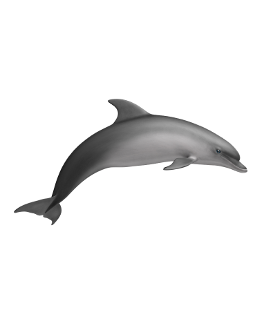 Golfinho-Roaz | Tursiops truncatus