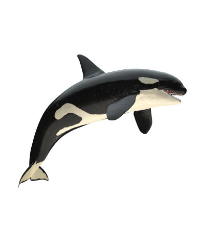 Orca | Orcinus orca