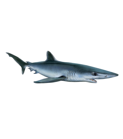 Tubarão-azul | Prionace glauca
