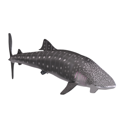 Tubarão-baleia | Rhincodon typus